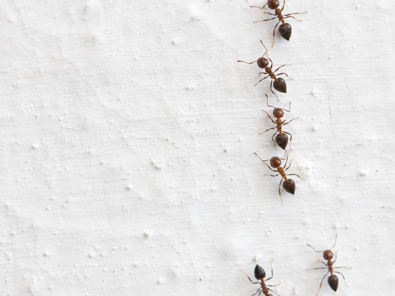 una-desinfection-bruxelles-fourmis