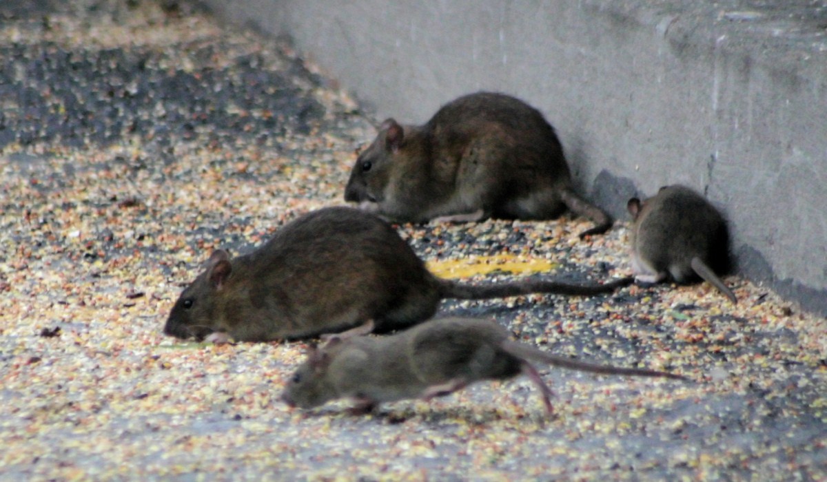 Deux rats par habitant à Bruxelles